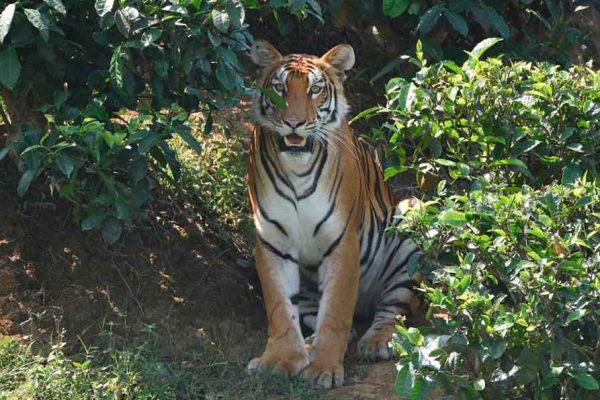 India: Tigre de Bengala real visto en el estado de Assam