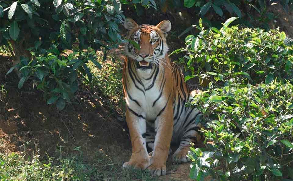 India: Tigre de Bengala real visto en el estado de Assam